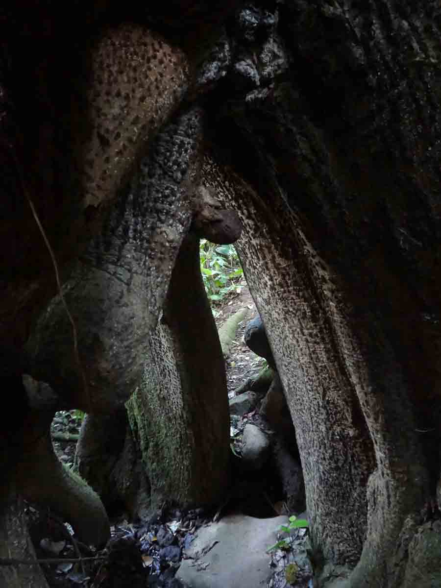 ceiba tree underneath the roots